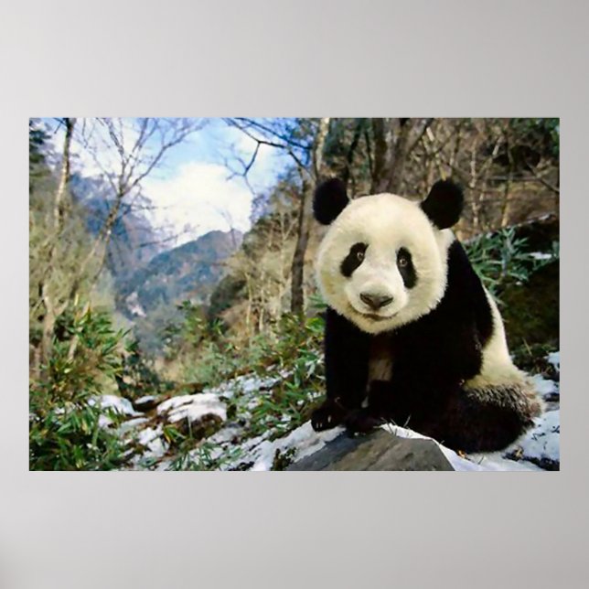 Panda in the mountain poster (Front)