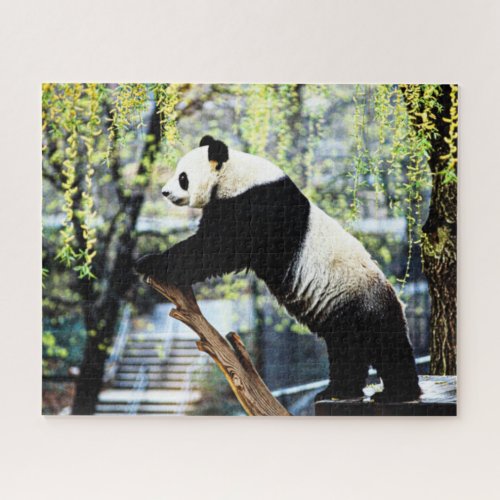 Panda Jigsaw Puzzle