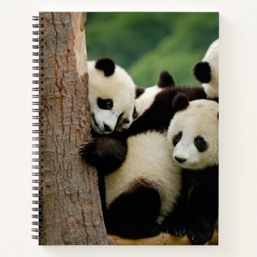 Panda logo Notebook 