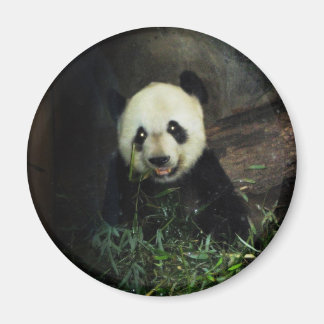 Panda Magnet