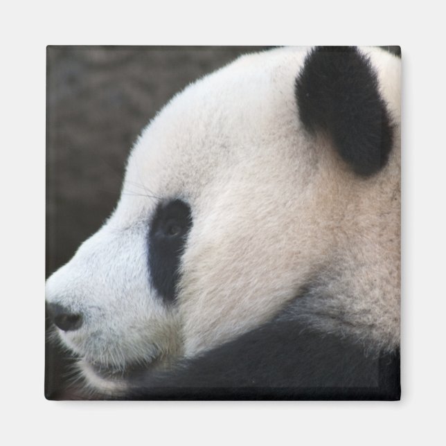 Panda Magnet (Front)