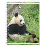 Panda  Notebook