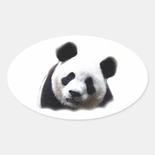 Panda Oval Sticker