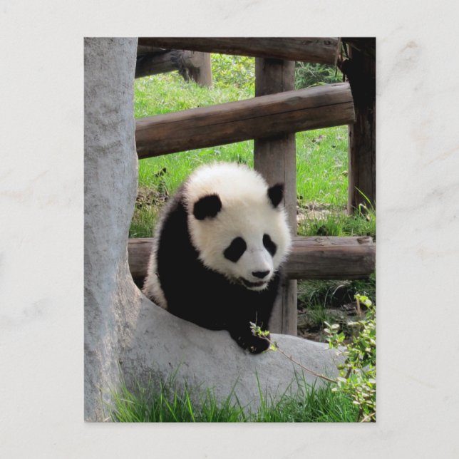 Panda Photograph Postcard (Front)