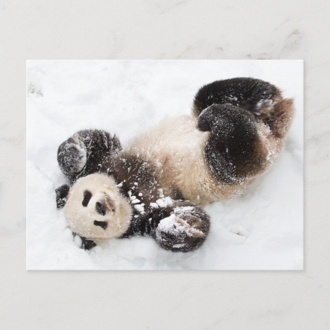 Panda Playing in the Snow Winter Photo Postcard (Front)