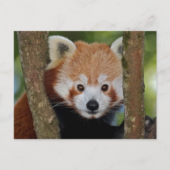 Panda Portrait Postcard (Front)