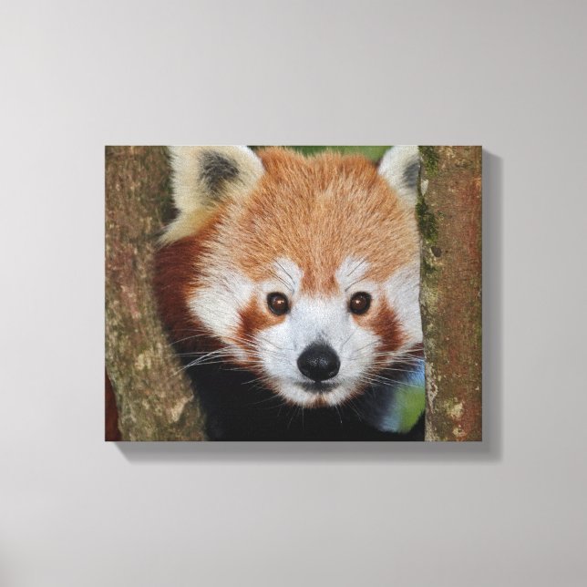 Panda Portrait Wrapped Canvas Print (Front)