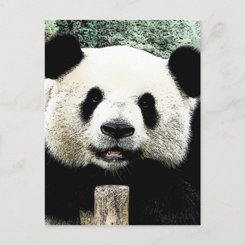 Panda Postcard