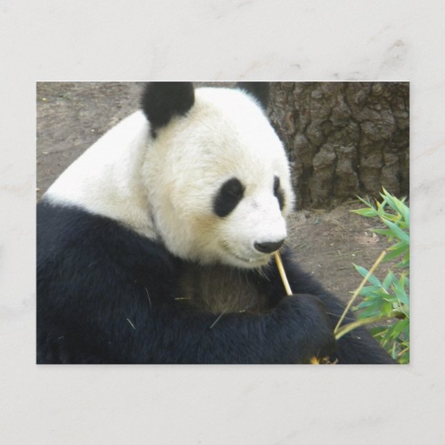 Panda Postcard (Front)