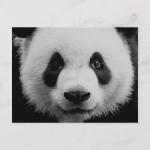 Panda Postcard