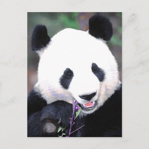 Panda Postcard