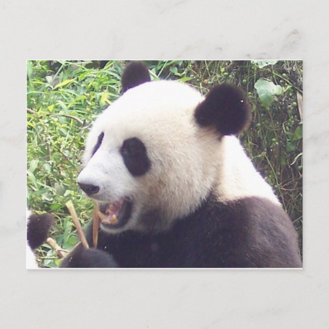 Panda Postcard (Front)