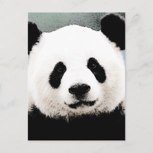 Panda Postcard