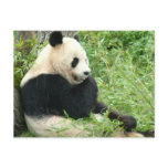 Panda Postcard