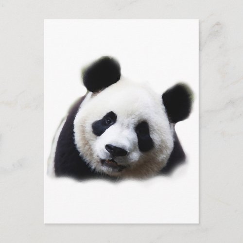 Panda Postcard