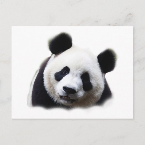 Panda Postcard