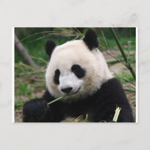 Panda Postcard