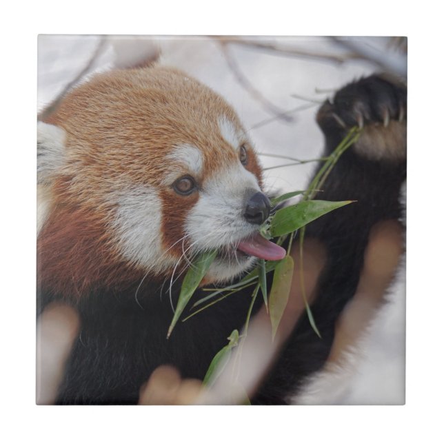 panda red animal print cute ceramic tile (Front)