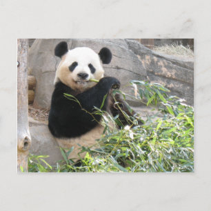 Panda Snack Postcard