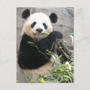 Panda Snack Postcard