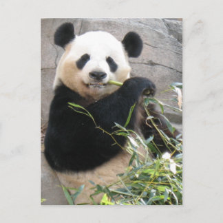 Panda Snack Postcard