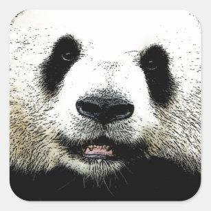 Panda Square Sticker