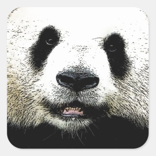 Panda Square Sticker