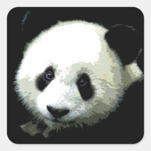 Panda Square Sticker