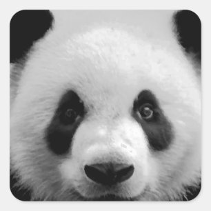 Panda Square Sticker