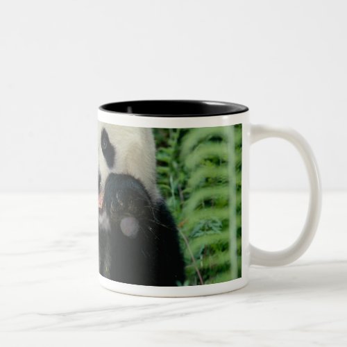 Panda the forest Wolong Sichuan China Two_Tone Coffee Mug