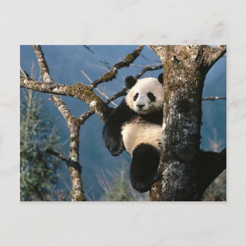 Panda Up A Tree Postcard