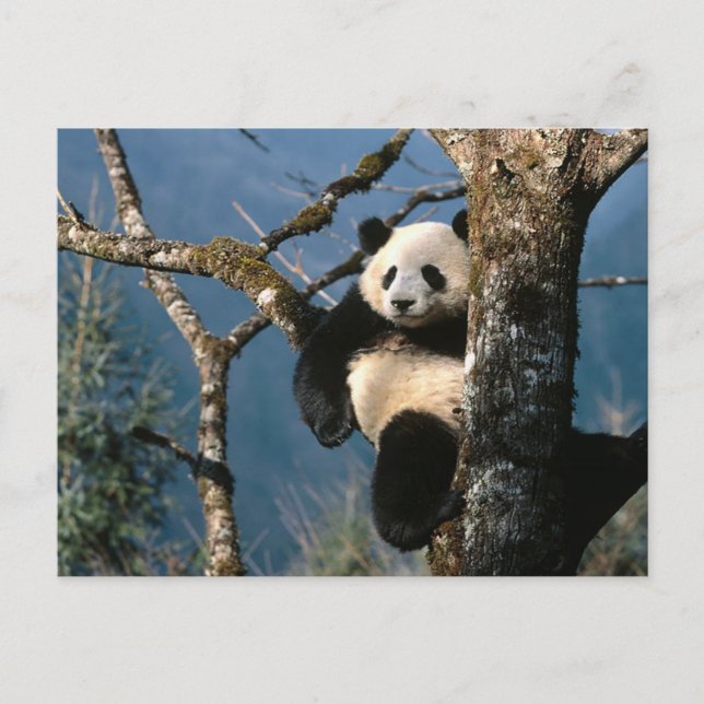Panda Up A Tree Postcard (Front)