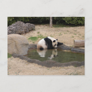 PandaM007 Postcard