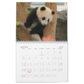 PandaM016, Giant Panda Bear Calendar (Jan 2025)