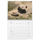 PandaM016, Giant Panda Bear Calendar (Mar 2025)