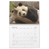 PandaM016, Giant Panda Bear Calendar (Feb 2025)