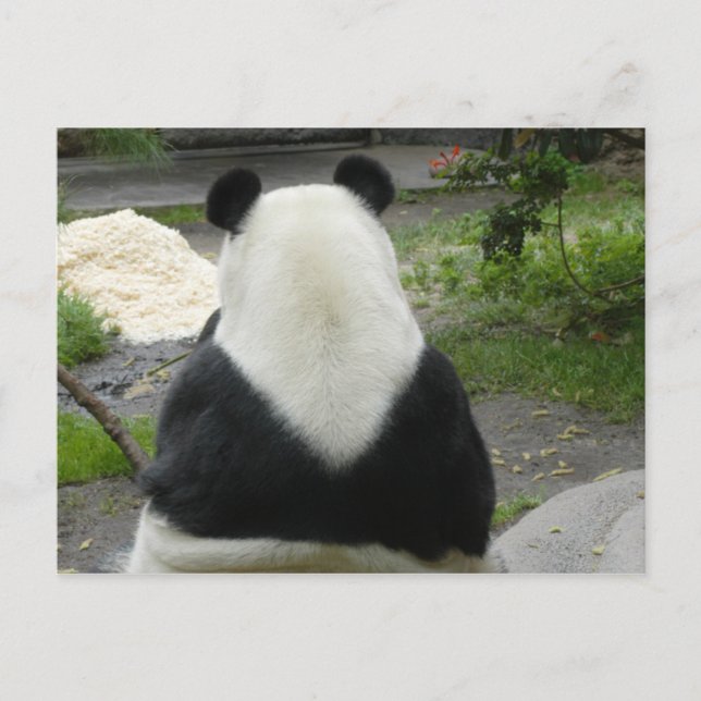 PandaSD002 Postcard (Front)
