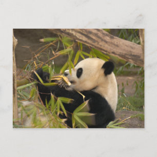 PandaSD008 Postcard