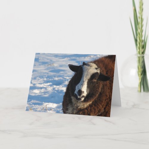 Pandi the Sheep Card