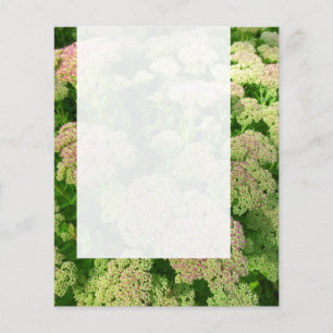 Panel 0108 - Sedum "Autumn Joy" Flyer