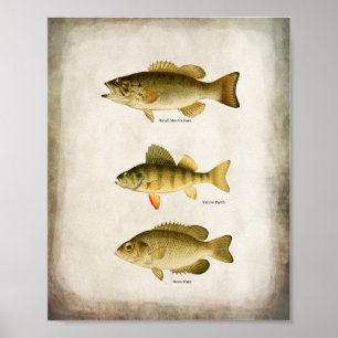 Panfish Fish Perch Bass and Walleye Wall Art