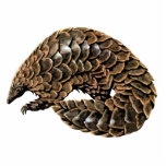 Pangolin Cutout Magnet/Sculpture<br><div class="desc">A pangolin (aka a scaly anteater or tenggiling), have large scales covering their skin and are found in tropical regions of Africa and Asia. Pangolins are nocturnal animals, and use their well-developed sense of smell to find insects. The long-tailed pangolin is also active by day. Pangolins spend most of the...</div>