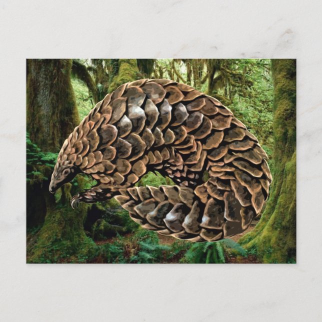 Pangolin Postcards (Front)