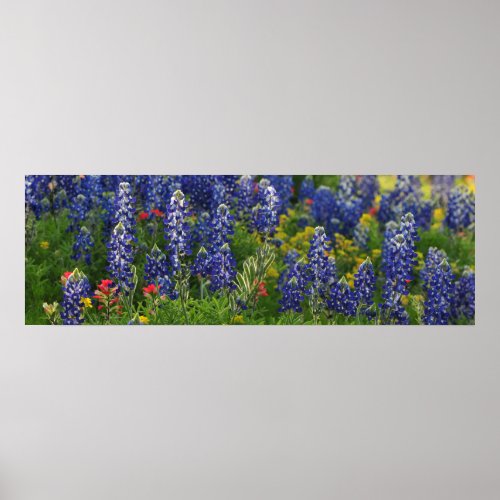 Panoramic Bluebonnet Scene Poster