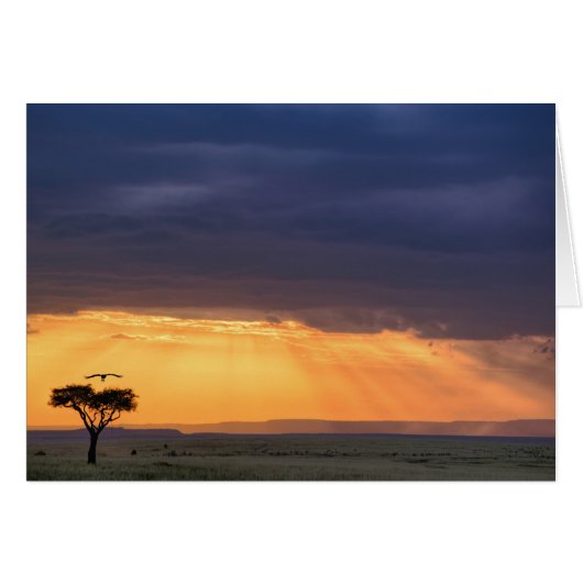 Panoramic view of Vulture and acacia tree Cards (Front Horizontal)