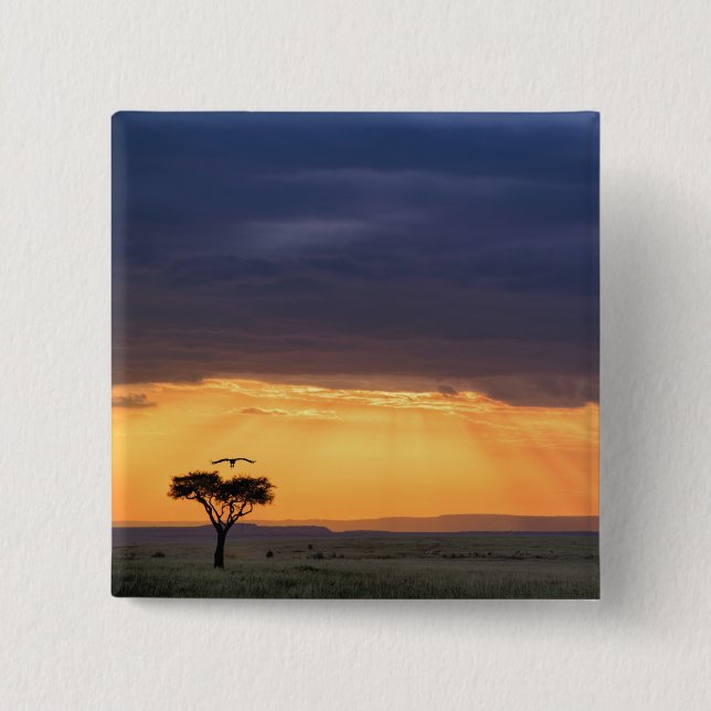 Panoramic view of Vulture and acacia tree Pinback Button (Front)