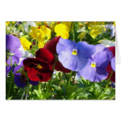 Pansies (Front Horizontal)
