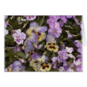 Pansies 01 (Front Horizontal)