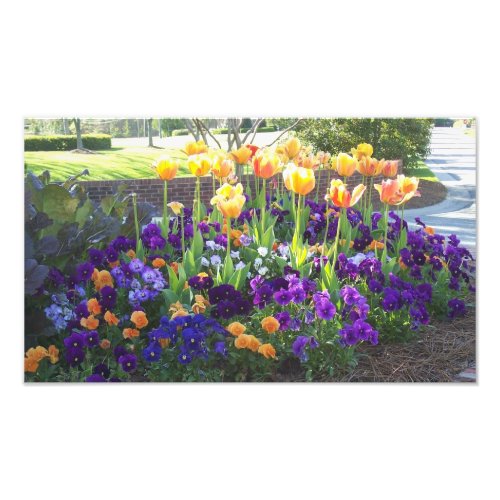 Pansies and tulips photo print