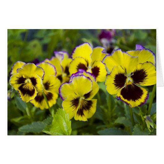 Pansies Card (Front Horizontal)